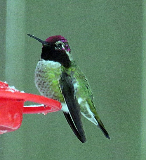 Anna's Hummingbird - Marlowe Kissinger