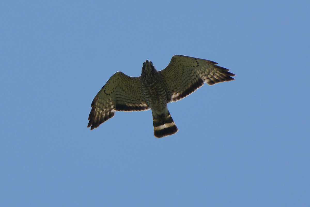 Broad-winged Hawk - ML451283951