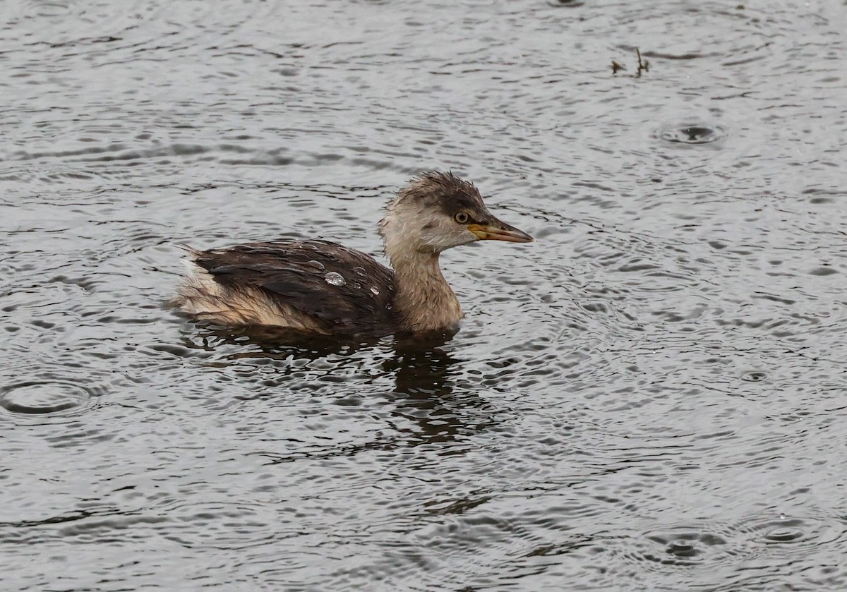 Australasian Grebe - Andy Gee