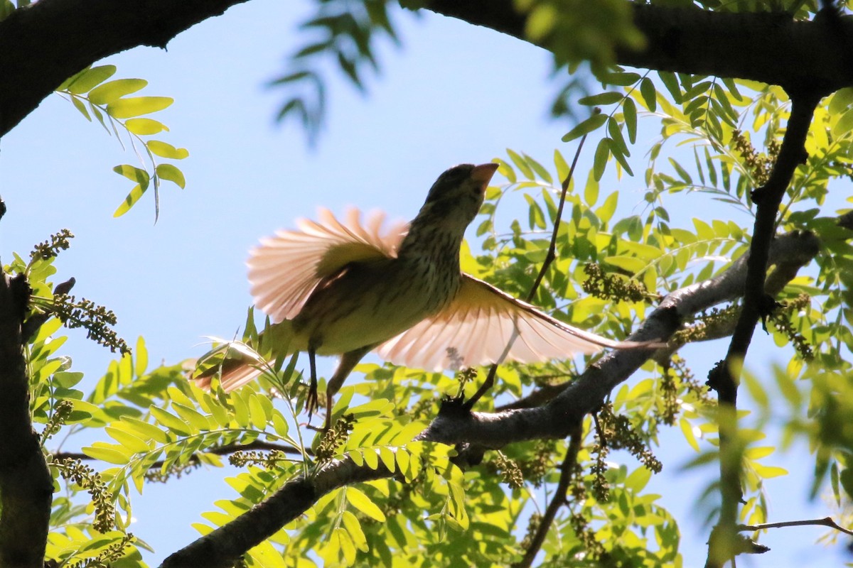 Rose-breasted Grosbeak - ML451287351