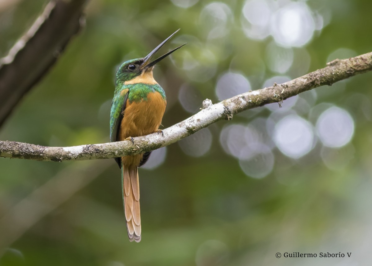 Jacamar à queue rousse - ML45128741