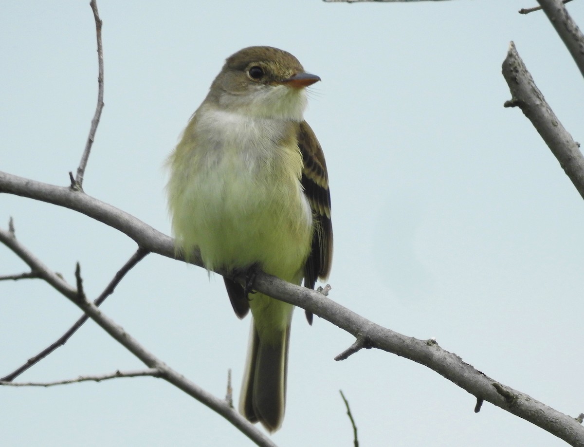 Willow Flycatcher - ML451287551