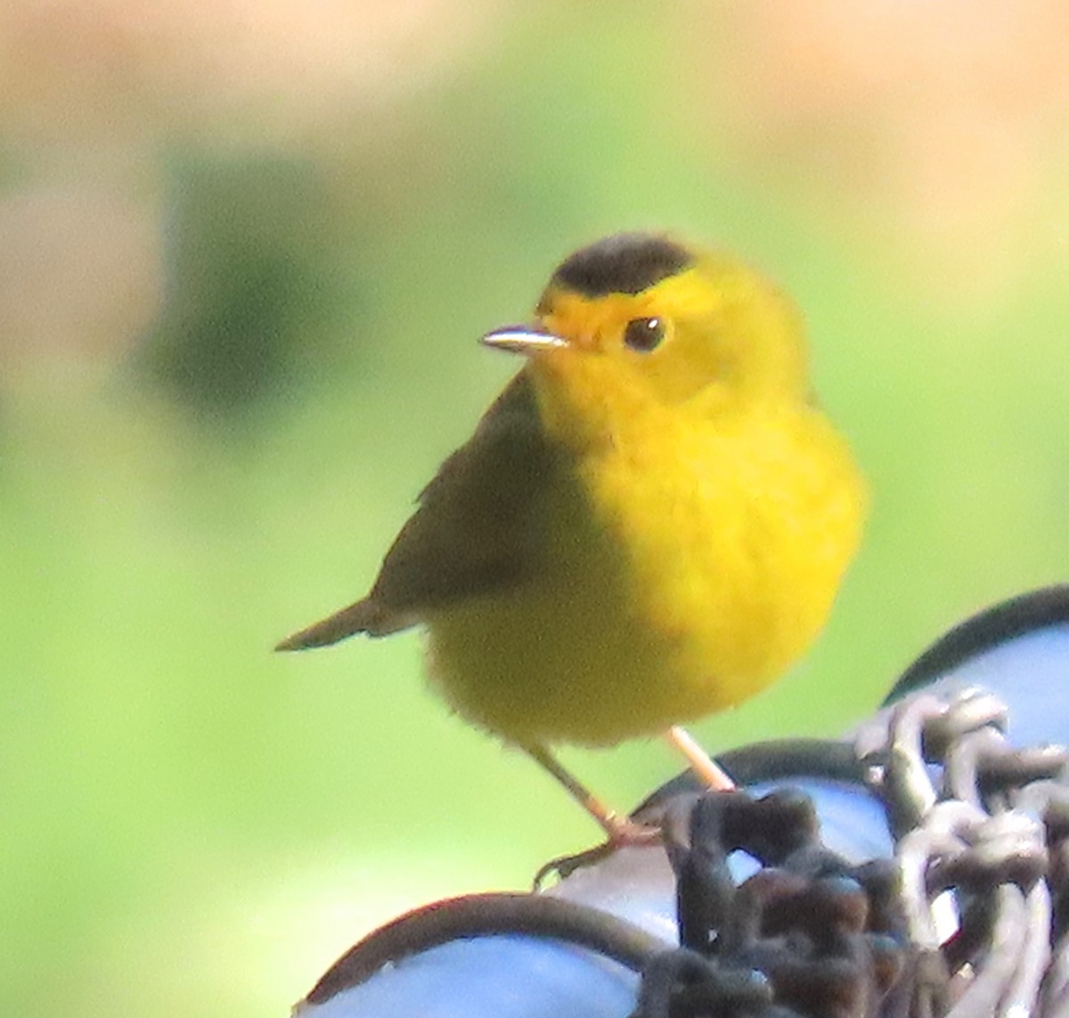 Wilson's Warbler - ML451288811