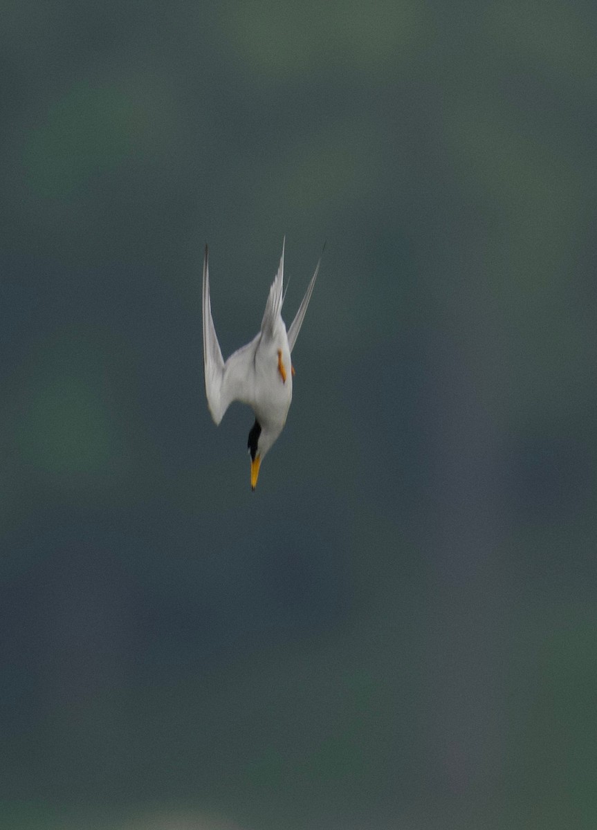 Least Tern - Leon Meintjes