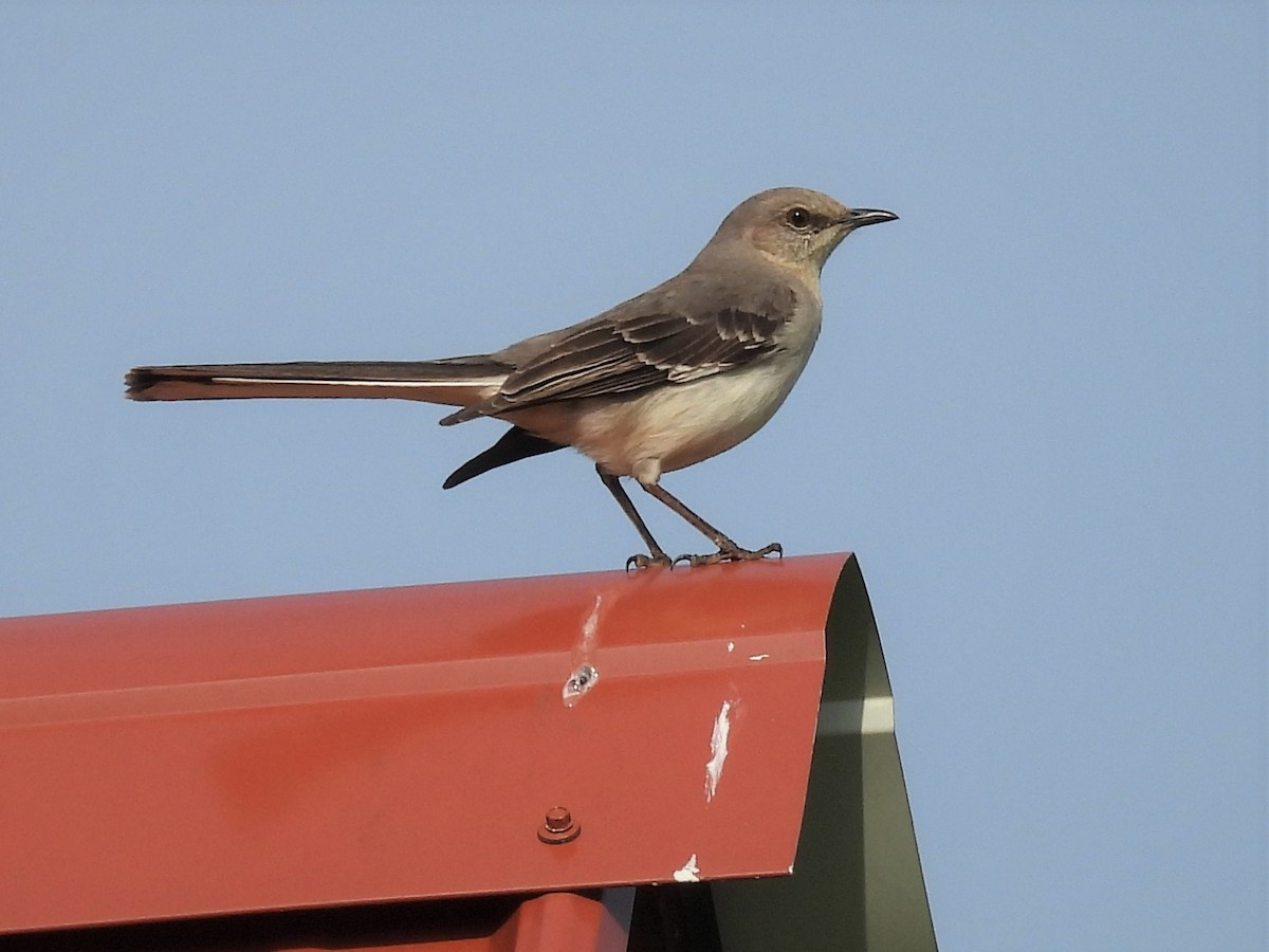 Northern Mockingbird - ML451289281