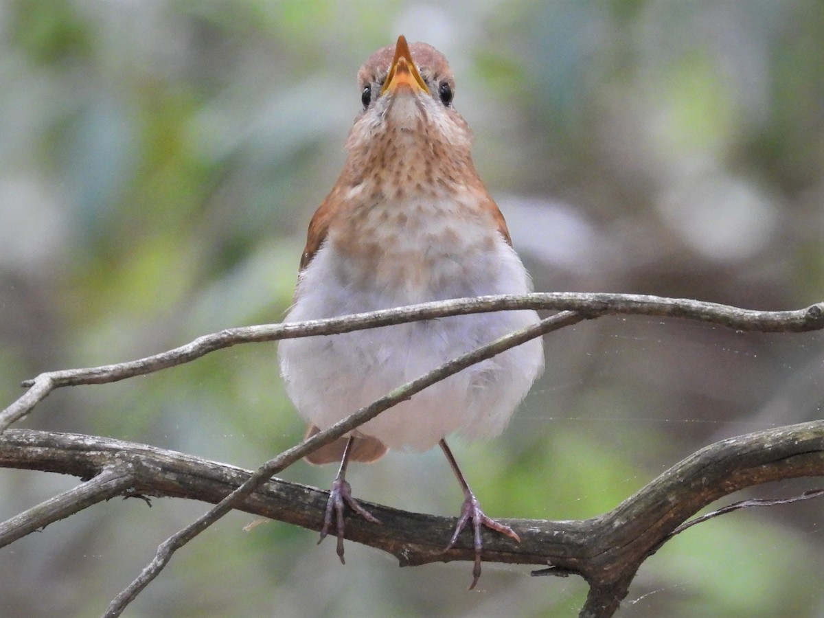 Veery - ML451289361