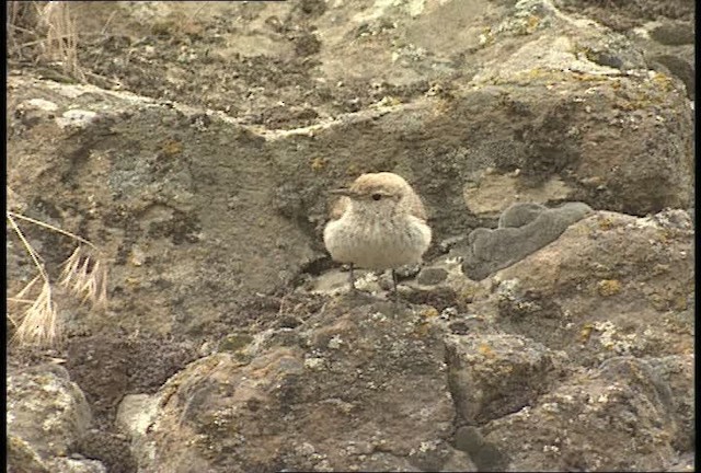 Rock Wren (Northern) - ML451290