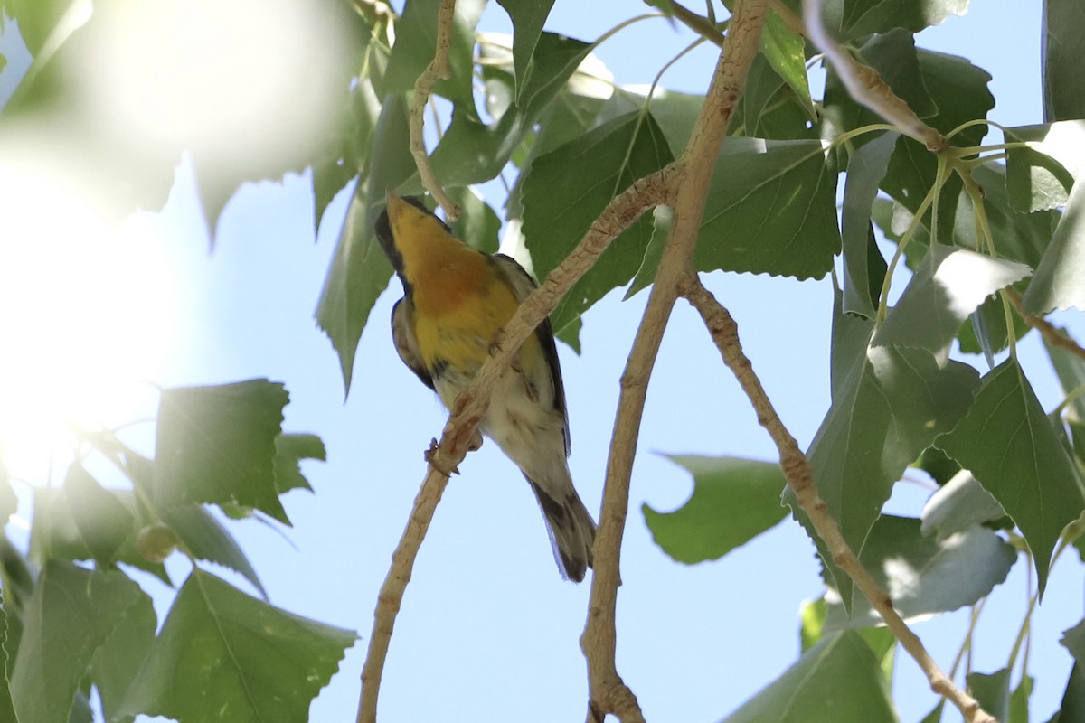 Tropical Parula - Michael McCloy