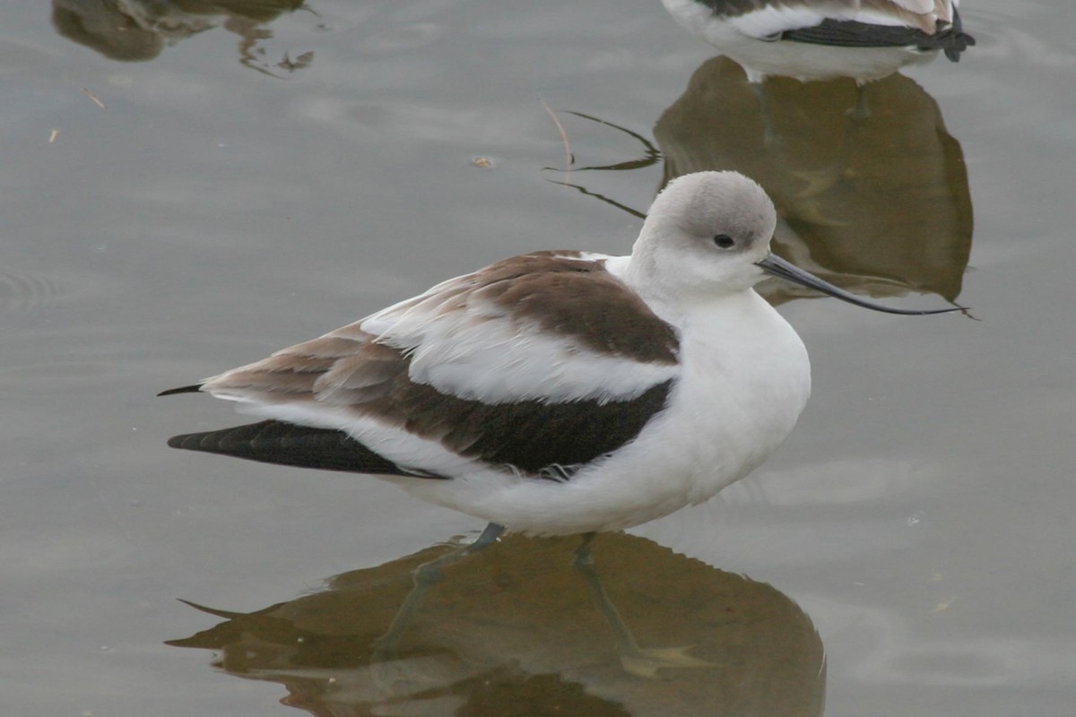 American Avocet - Patrick Van Thull