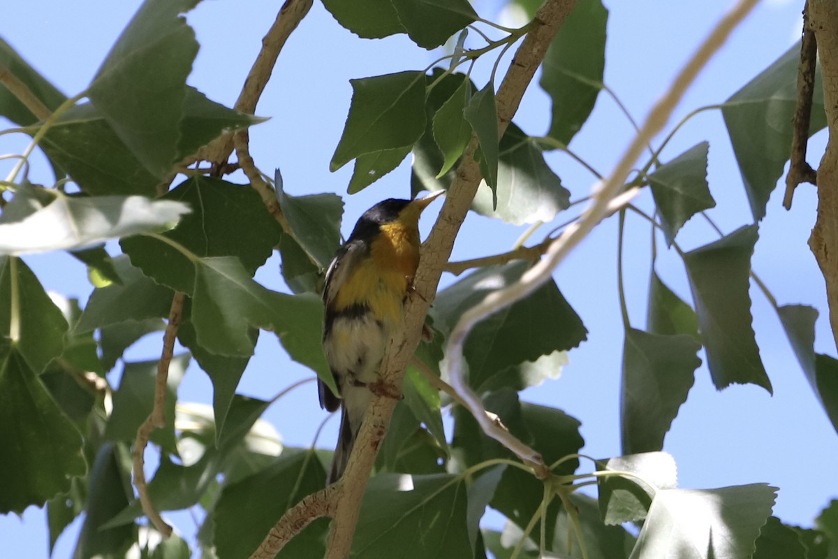 Tropical Parula - ML451290811