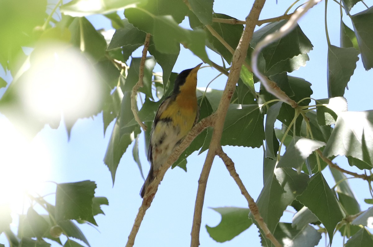 Tropical Parula - ML451290841