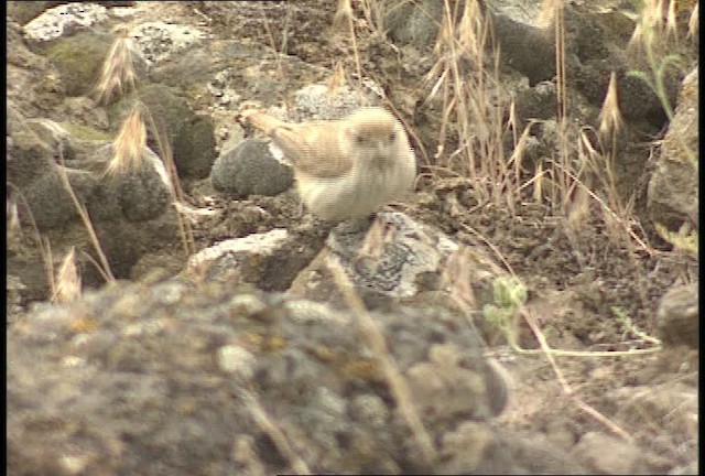 Rock Wren (Northern) - ML451292