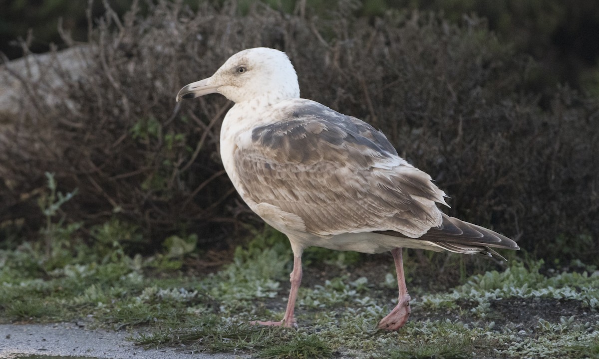 Slaty-backed Gull - Brian Sullivan