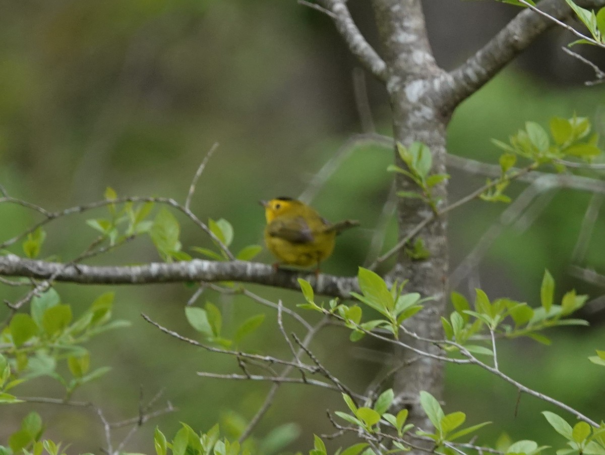 Wilson's Warbler - ML451292841