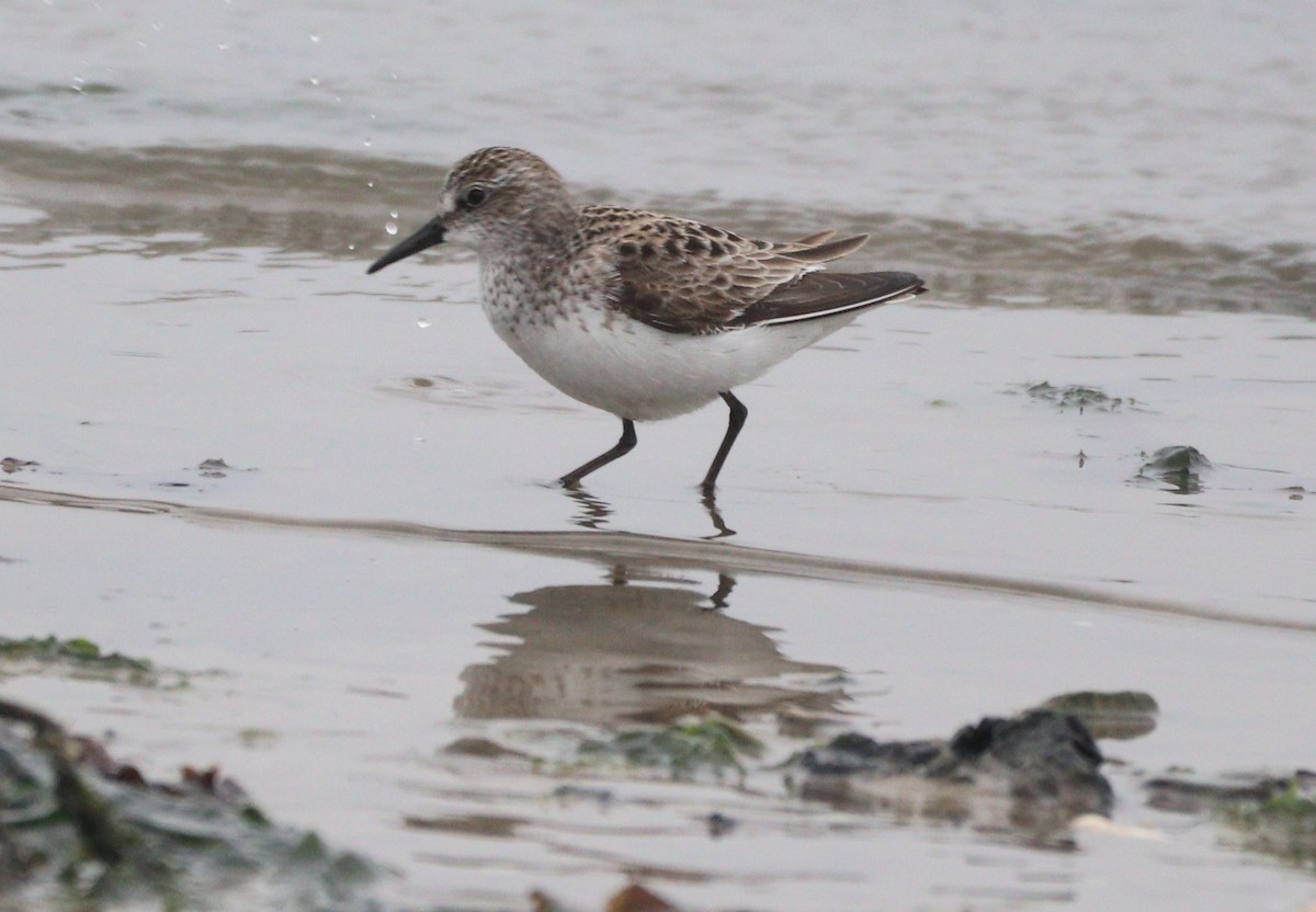 Semipalmated Sandpiper - ML451293031