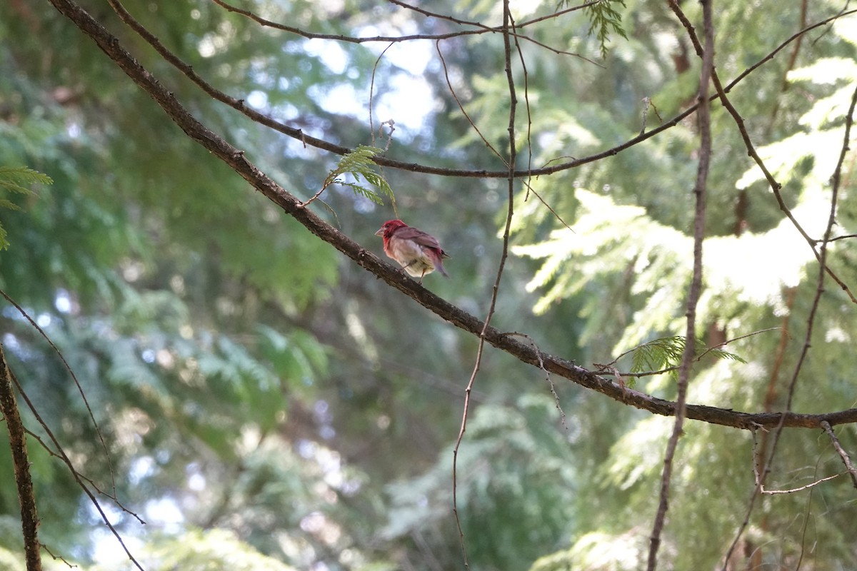 Pine Siskin - Darryl  Fujimoto