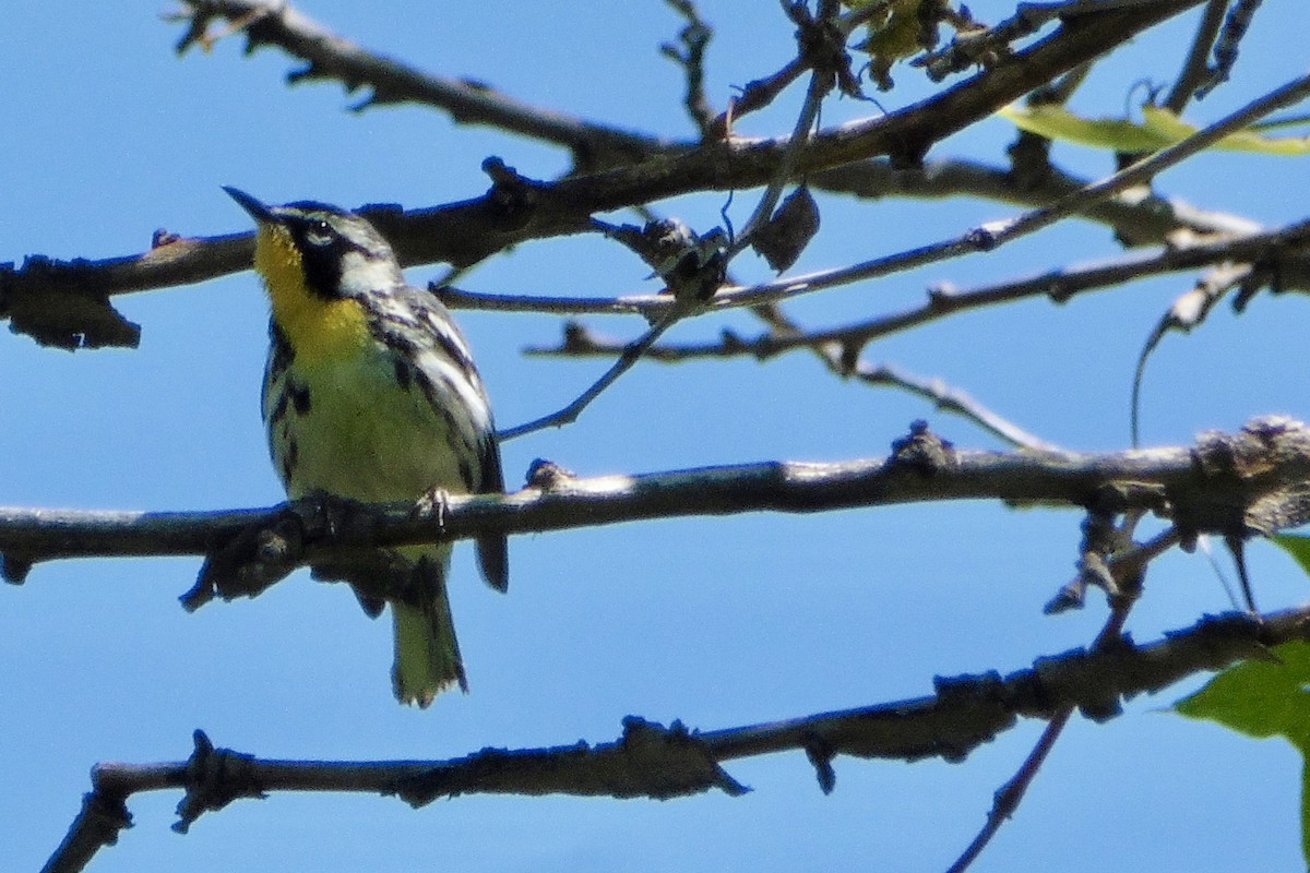 Yellow-throated Warbler - ML451296251
