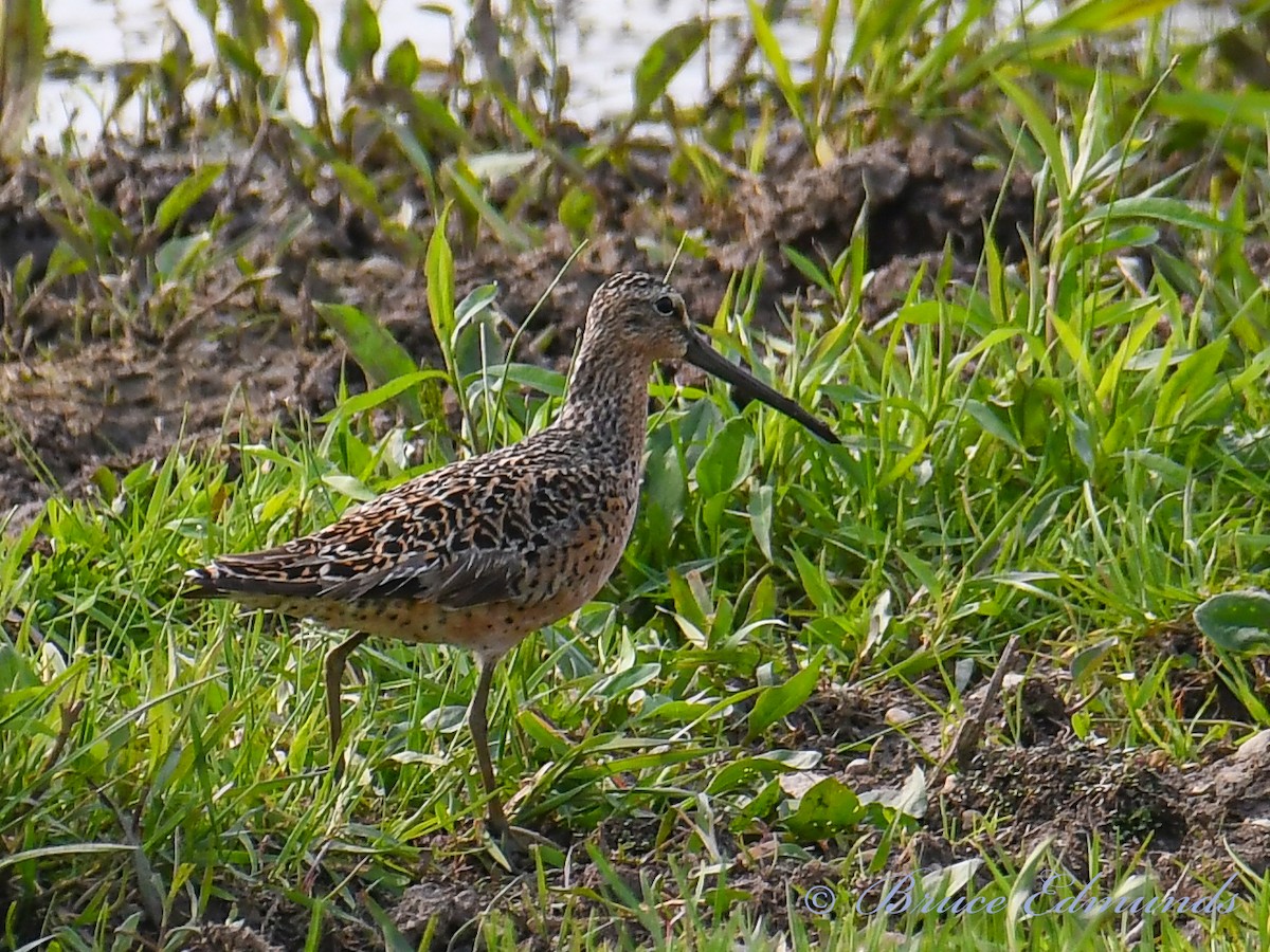 Short-billed Dowitcher - ML451296981