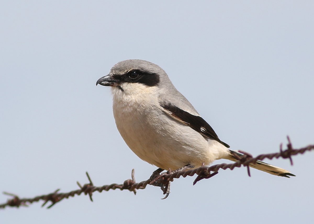 Loggerhead Shrike - Zane Pickus