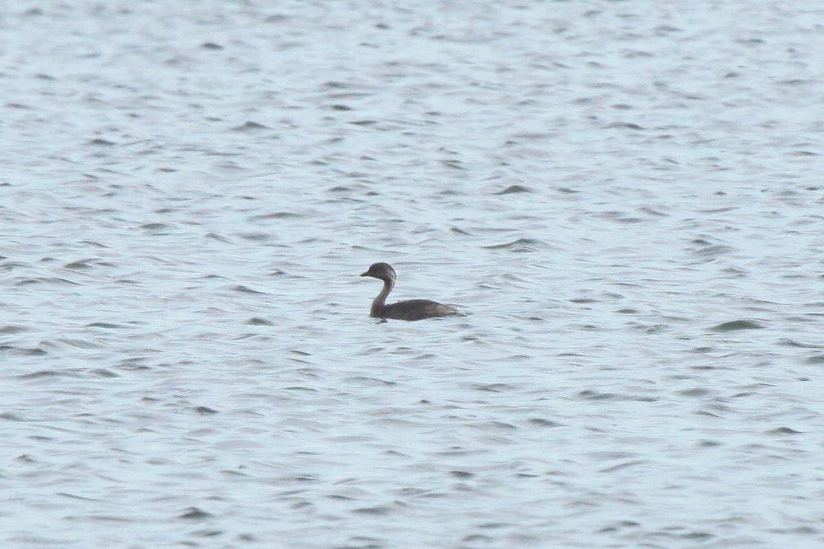 Hoary-headed Grebe - ML451297841