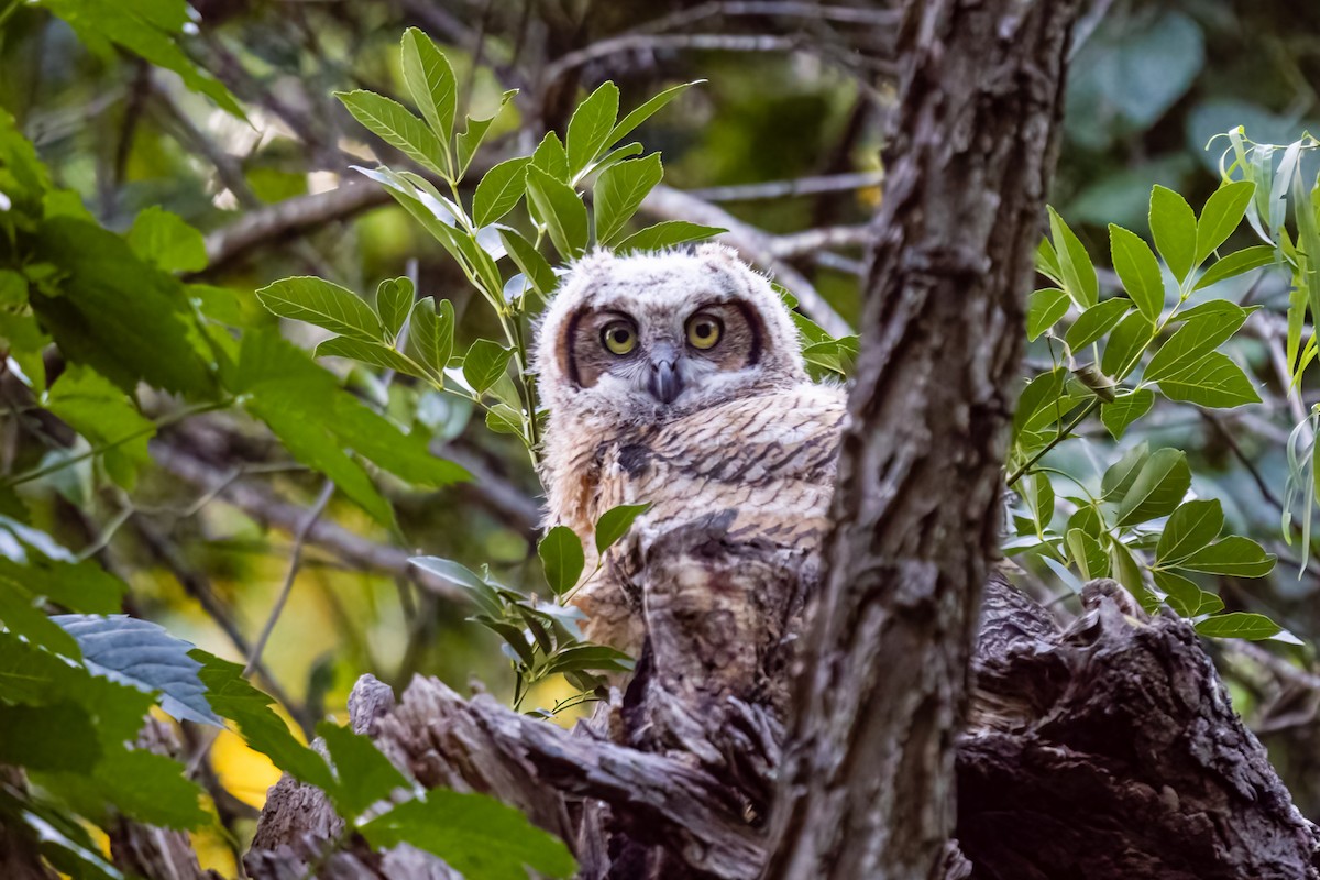 Great Horned Owl - ML451298021