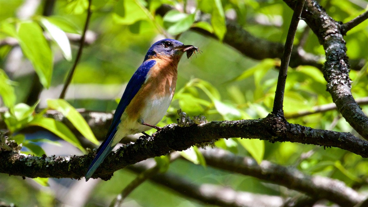 Eastern Bluebird - ML451299301