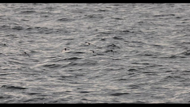 Spotted Sandpiper - ML451299991