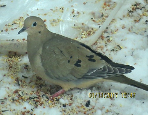 Mourning Dove - Marlowe Kissinger