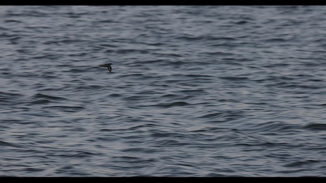 Spotted Sandpiper - ML451302541