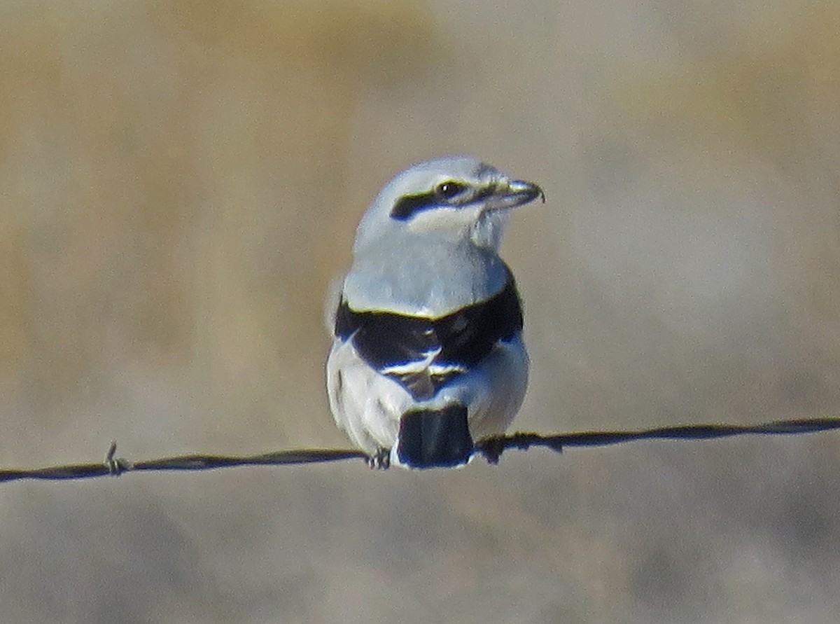 Northern Shrike - ML45130361