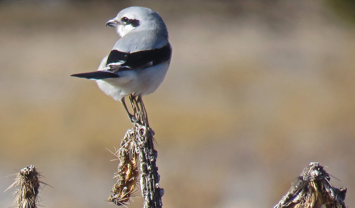 Northern Shrike - ML45130371