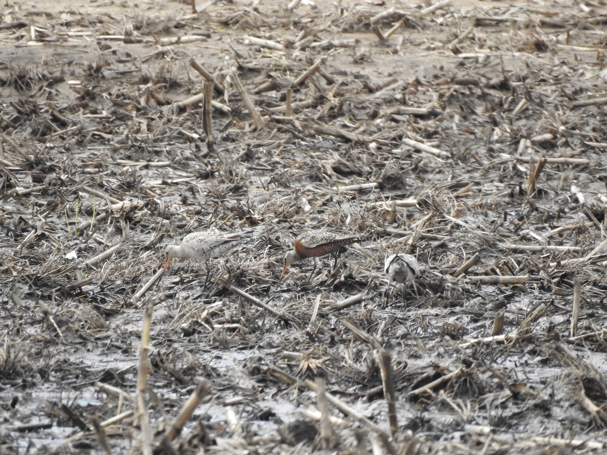 Hudsonian Godwit - ML451304021