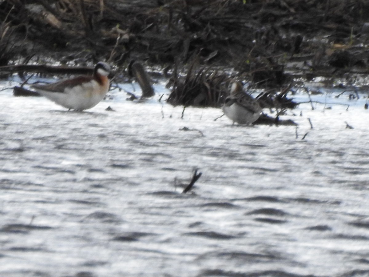 Wilson's Phalarope - ML451304651