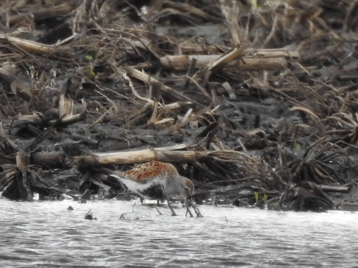 Dunlin - ML451304971