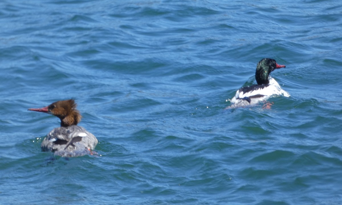 Common Merganser - ML451305111