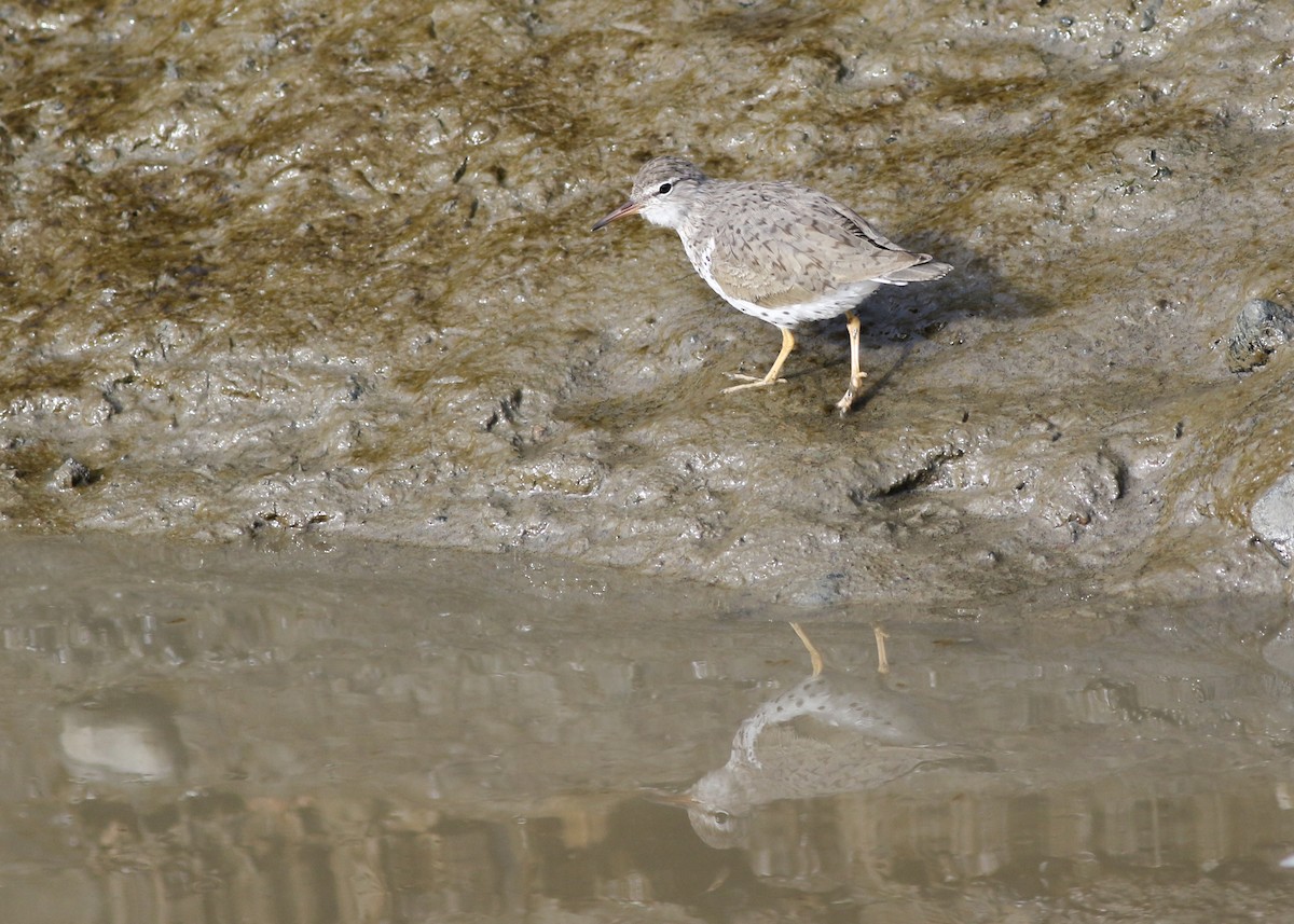 Spotted Sandpiper - Zane Pickus