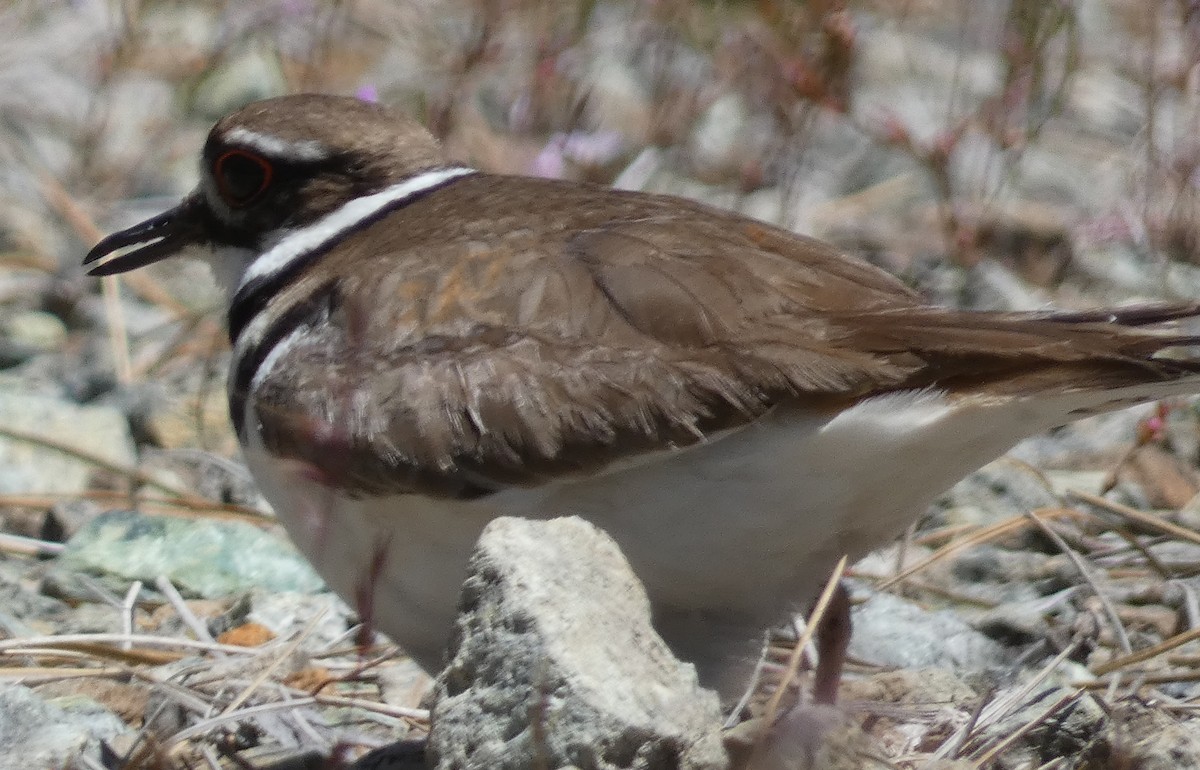 Killdeer - ML451305221