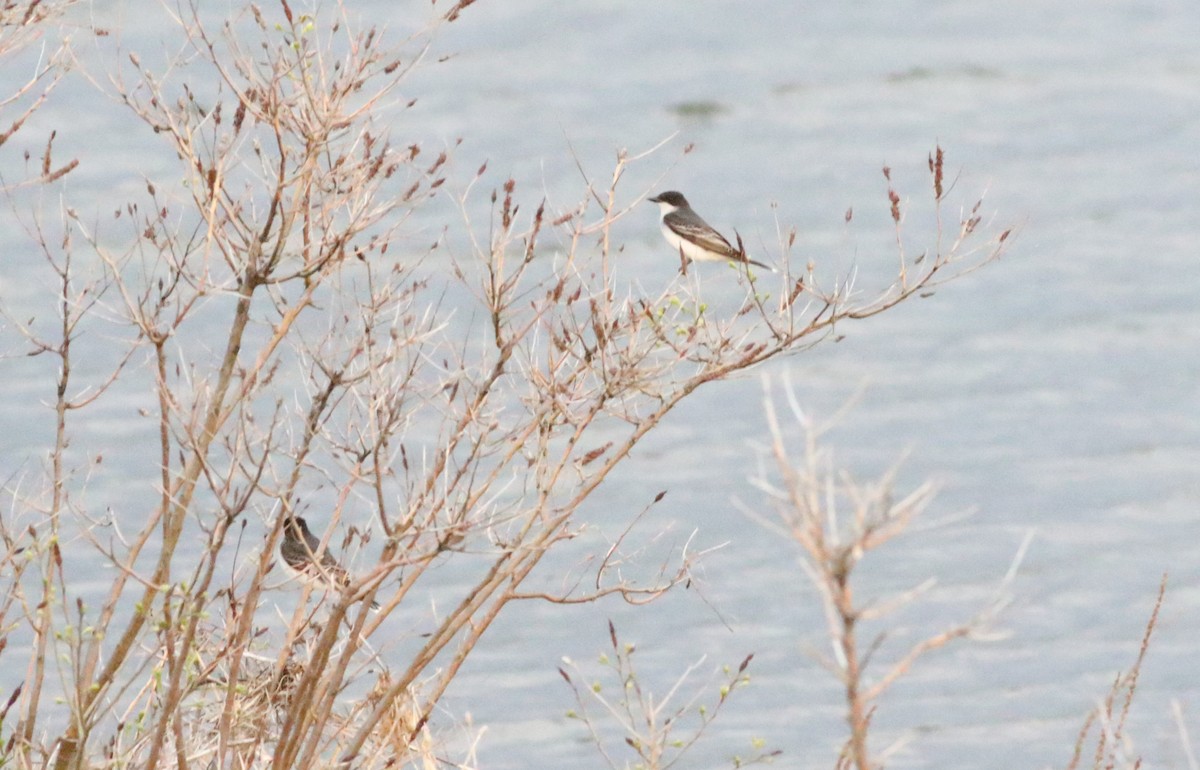 Eastern Kingbird - ML451305341