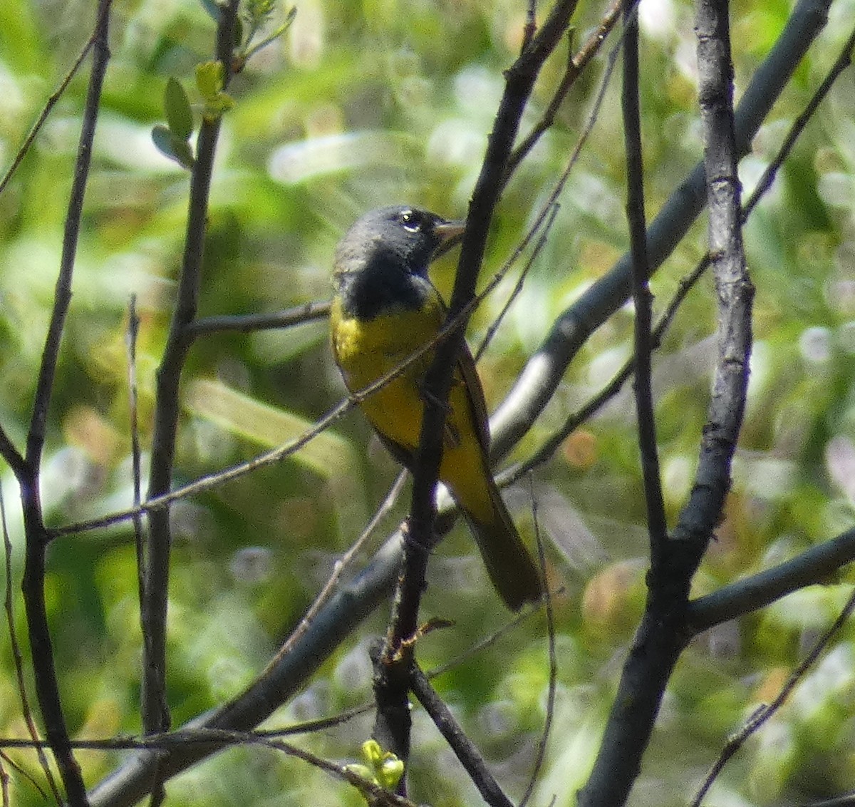 MacGillivray's Warbler - ML451305441