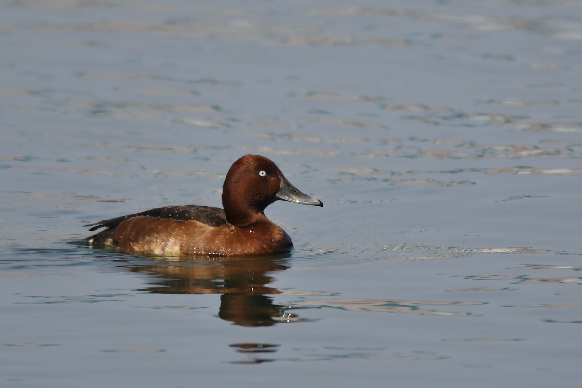 Ferruginous Duck - ML451305451