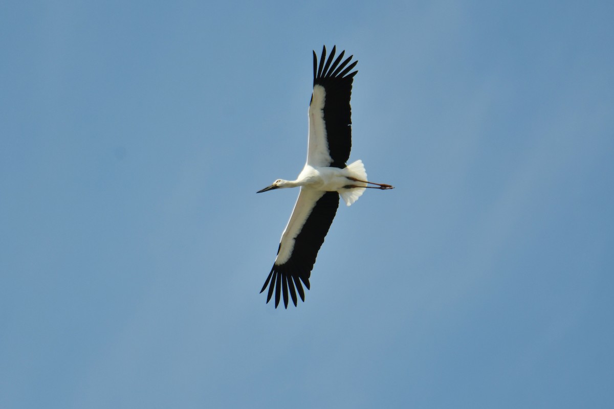 Oriental Stork - ML451305561