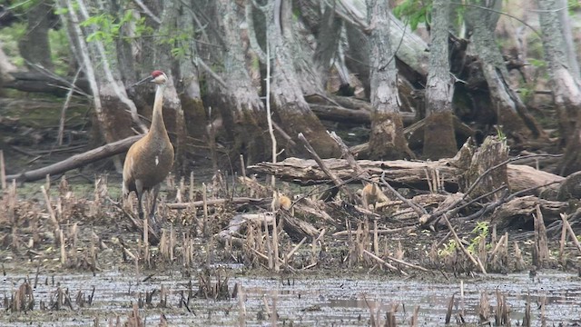 Sandhill Crane - ML451305651