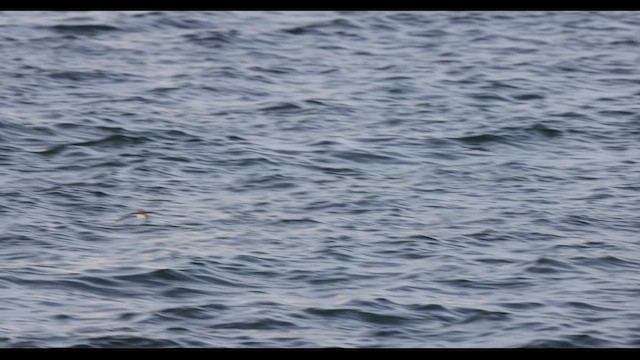 Spotted Sandpiper - ML451305891