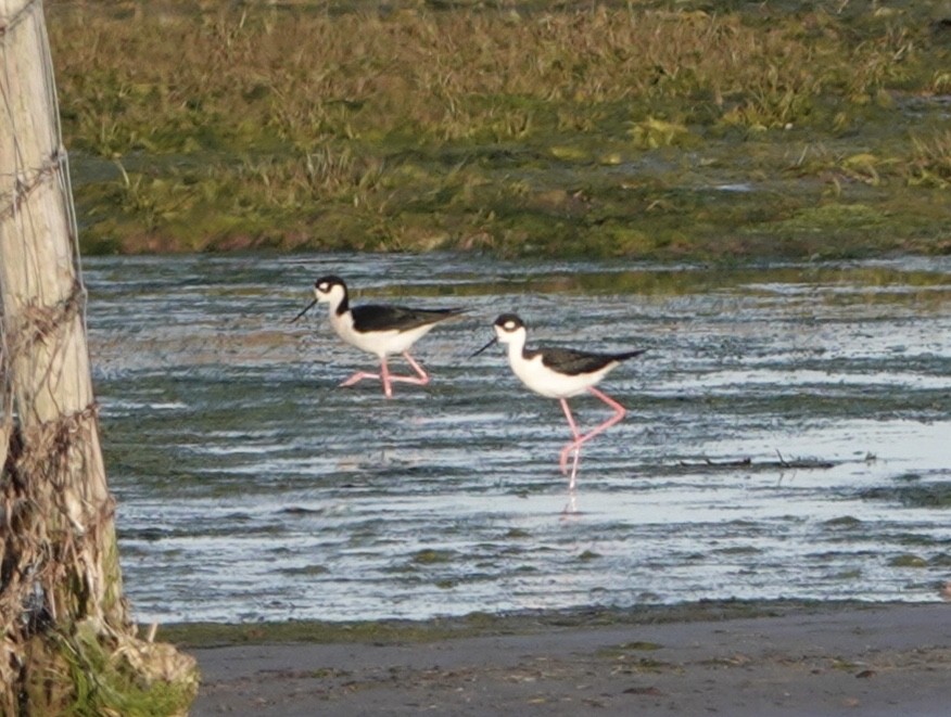 Schwarznacken-Stelzenläufer - ML451305951