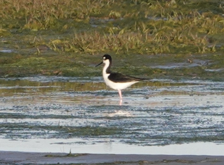 Black-necked Stilt - ML451305971