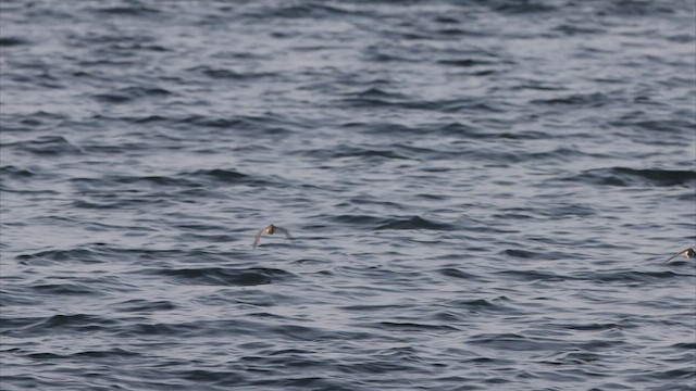 Spotted Sandpiper - ML451305991