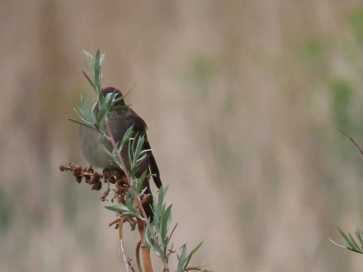 Western Wood-Pewee - ML451306501