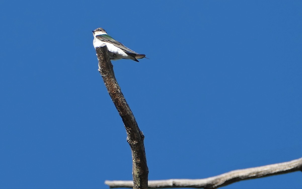 Violet-green Swallow - ML451306521