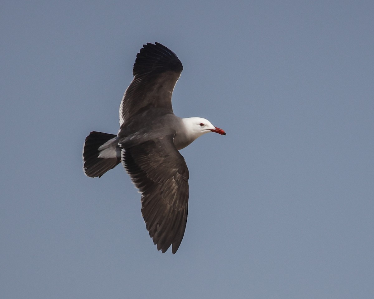 Heermann's Gull - ML451306601