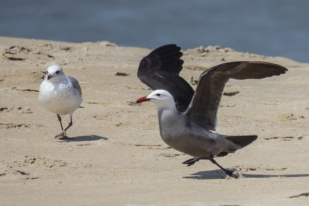 Heermann's Gull - ML451306611
